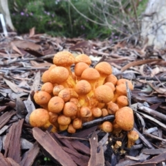 Gymnopilus junonius (Spectacular Rustgill) at Acton, ACT - 29 Mar 2019 by HelenCross