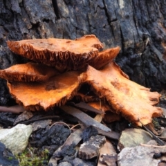 Gymnopilus junonius at Acton, ACT - 29 Mar 2019