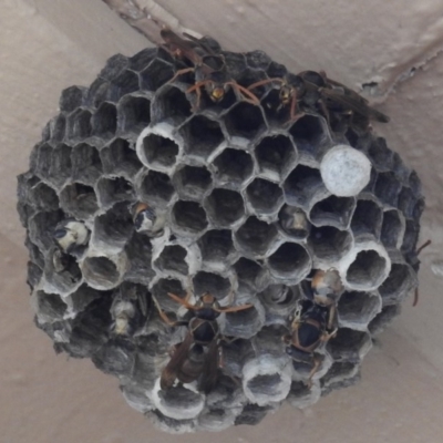 Polistes (Polistella) humilis (Common Paper Wasp) at Kambah, ACT - 16 Mar 2019 by HelenCross