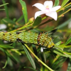 Papilio aegeus at Acton, ACT - 9 Apr 2019