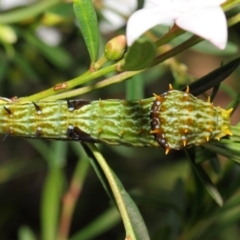 Papilio aegeus at Acton, ACT - 9 Apr 2019