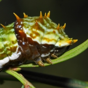 Papilio aegeus at Acton, ACT - 9 Apr 2019