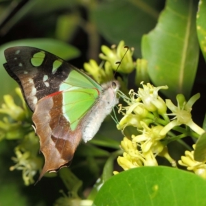 Graphium macleayanum at Acton, ACT - 9 Apr 2019