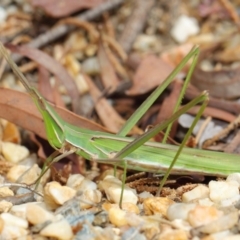 Acrida conica (Giant green slantface) at Acton, ACT - 9 Apr 2019 by TimL