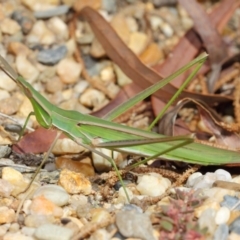 Acrida conica at Acton, ACT - 9 Apr 2019