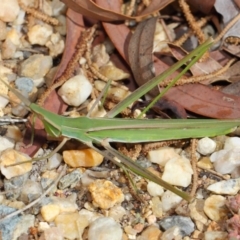 Acrida conica at Acton, ACT - 9 Apr 2019 12:55 PM