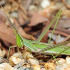 Acrida conica at Acton, ACT - 9 Apr 2019