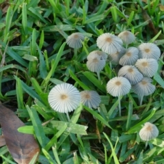 Parasola plicatilis (An Ink Cap) at Morton, NSW - 28 Jan 2019 by vivdavo