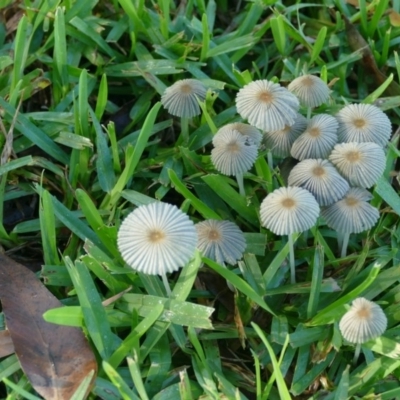 Parasola plicatilis (An Ink Cap) at Morton, NSW - 29 Jan 2019 by vivdavo