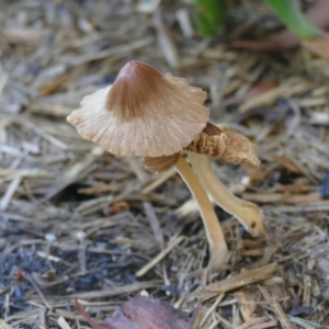 Inocybe sp. at Morton, NSW - 29 Jan 2019 07:50 AM