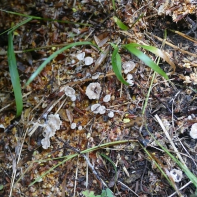 Unidentified Cup or disk - with no 'eggs' at Woodburn, NSW - 28 Jan 2019 by vivdavo