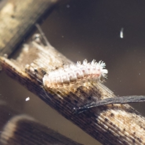 Acentropinae sp. (subfamily) at Michelago, NSW - 12 Aug 2018 02:41 PM