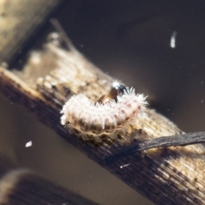 Acentropinae sp. (subfamily) at Michelago, NSW - 12 Aug 2018 02:41 PM