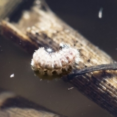 Acentropinae sp. (subfamily) at Michelago, NSW - 12 Aug 2018