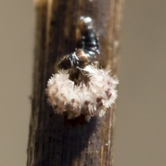 Acentropinae sp. (subfamily) at Michelago, NSW - 12 Aug 2018 02:41 PM