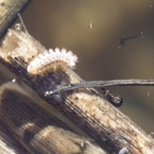 Acentropinae sp. (subfamily) at Michelago, NSW - 12 Aug 2018