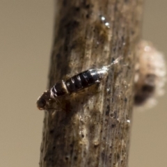 Staphylinidae (family) (Rove beetle) at Michelago, NSW - 12 Aug 2018 by Illilanga