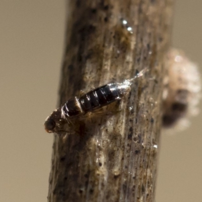 Staphylinidae (family) (Rove beetle) at Michelago, NSW - 12 Aug 2018 by Illilanga