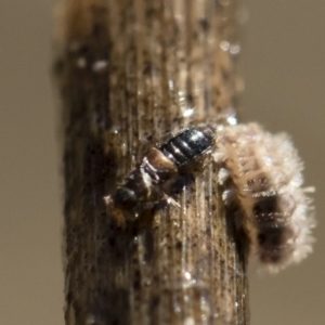 Staphylinidae (family) at Michelago, NSW - 12 Aug 2018