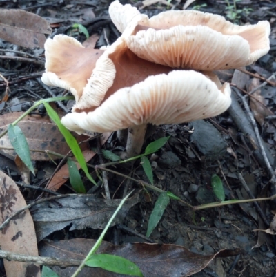 Collybia sp. (Collybia) at Morton, NSW - 19 Dec 2018 by vivdavo