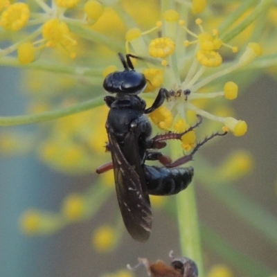 Sphecidae or Crabronidae (families) (Unidentified sand wasp) at Tharwa, ACT - 3 Feb 2019 by MichaelBedingfield