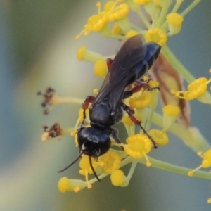 Sphecidae or Crabronidae (families) at Tharwa, ACT - 3 Feb 2019