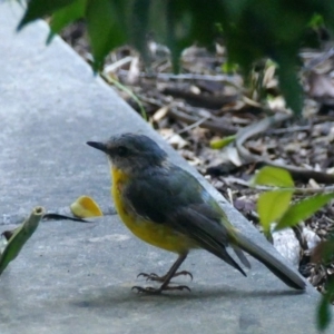 Eopsaltria australis at Morton, NSW - 9 Feb 2019 06:32 AM