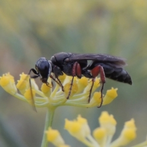 Sphecidae or Crabronidae (families) at Paddys River, ACT - 17 Jan 2019