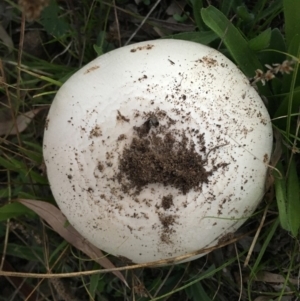 zz agaric (stem; gills not white/cream) at Hughes, ACT - 9 Apr 2019 05:59 PM