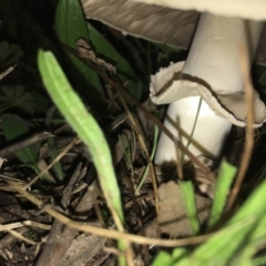 zz agaric (stem; gills not white/cream) at Hughes, ACT - 9 Apr 2019