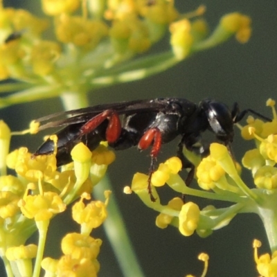 Sphecidae or Crabronidae (families) (Unidentified sand wasp) at Paddys River, ACT - 29 Jan 2019 by MichaelBedingfield