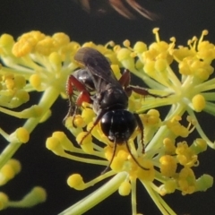 Sphecidae or Crabronidae (families) at Paddys River, ACT - 29 Jan 2019