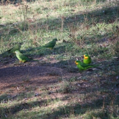Polytelis swainsonii (Superb Parrot) - 1 Jan 1900 by LisaH