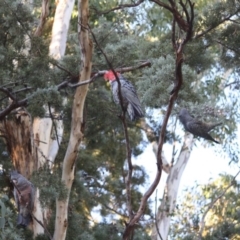 Callocephalon fimbriatum (Gang-gang Cockatoo) at Hughes, ACT - 10 Apr 2019 by LisaH