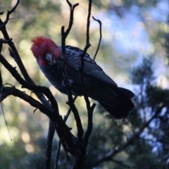 Callocephalon fimbriatum at Hughes, ACT - suppressed