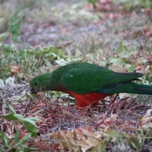 Alisterus scapularis at Deakin, ACT - 13 Mar 2019