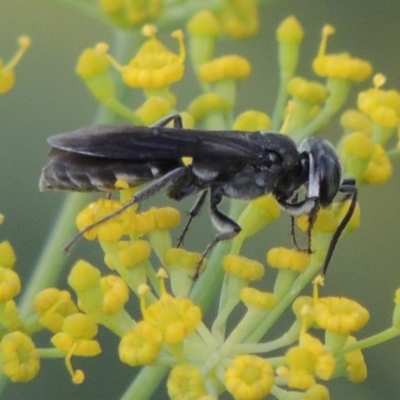 Sphecidae or Crabronidae (families) (Unidentified sand wasp) at Paddys River, ACT - 29 Jan 2019 by michaelb