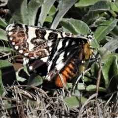 Apina callisto (Pasture Day Moth) at Kambah, ACT - 10 Apr 2019 by JohnBundock