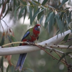 Platycercus elegans (Crimson Rosella) at Hughes, ACT - 3 Apr 2019 by LisaH