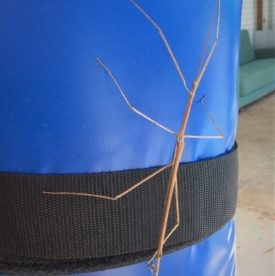 Phasmatodea (order) (Unidentified stick insect) at Pambula Preschool - 7 Mar 2019 by elizabethgleeson