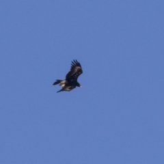 Aquila audax (Wedge-tailed Eagle) at Hawker, ACT - 10 Apr 2019 by AlisonMilton