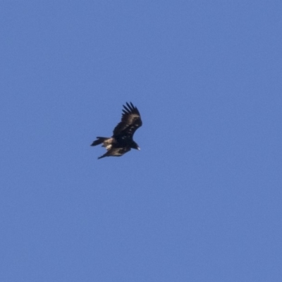 Aquila audax (Wedge-tailed Eagle) at Hawker, ACT - 10 Apr 2019 by AlisonMilton