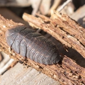 Laxta sp. (genus) at Higgins, ACT - 31 Mar 2019