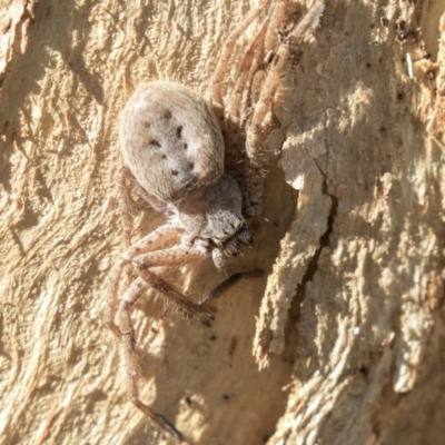 Sparassidae (family) (A Huntsman Spider) at Higgins, ACT - 30 Mar 2019 by AlisonMilton