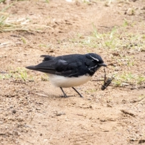 Rhipidura leucophrys at Higgins, ACT - 31 Mar 2019 10:22 AM