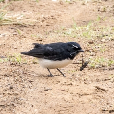 Rhipidura leucophrys (Willie Wagtail) at Higgins, ACT - 30 Mar 2019 by Alison Milton
