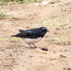 Rhipidura leucophrys at Higgins, ACT - 31 Mar 2019