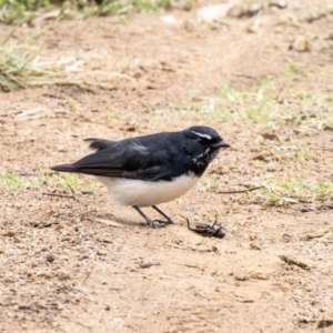 Rhipidura leucophrys at Higgins, ACT - 31 Mar 2019