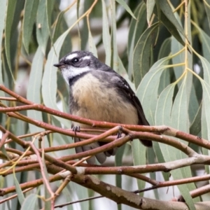 Rhipidura albiscapa at Higgins, ACT - 31 Mar 2019 10:32 AM