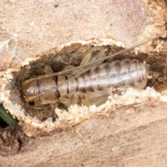 Gryllacrididae (family) (Wood, Raspy or Leaf Rolling Cricket) at Higgins, ACT - 31 Mar 2019 by AlisonMilton